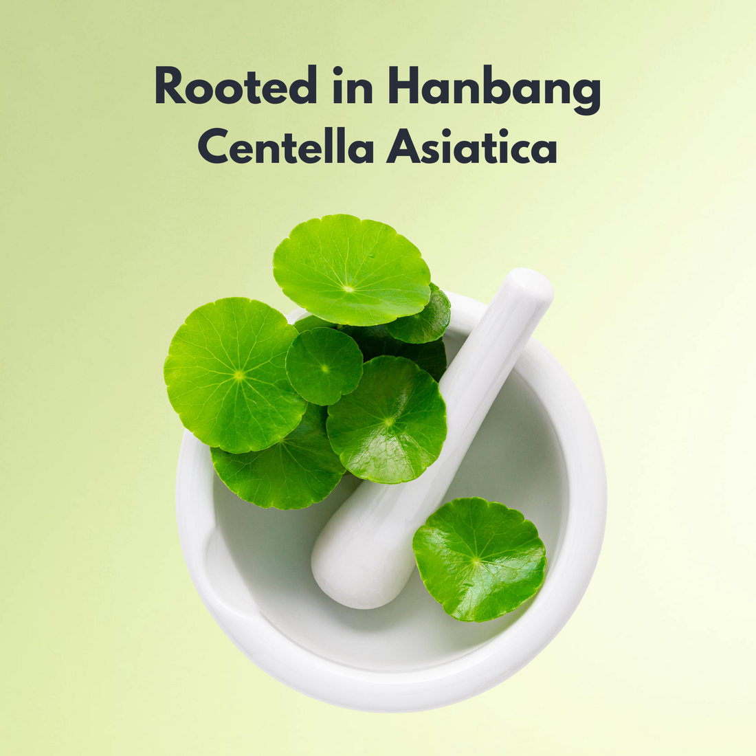 Centella Asiatica (Cica): Korea’s Healing Ingredient Explained